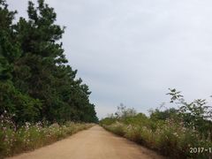 -日照海滨国家森林公园
