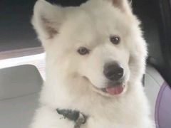 -凯瑞希宠物医院·狂犬免疫·微创·皮肤科
