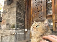 -喵屿·大理花园猫咖