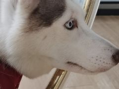 -Husky Go! 哈士奇体验馆·宠物咖啡厅狗咖