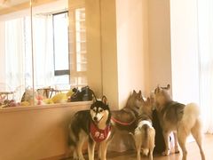 -Husky Go! 哈士奇体验馆·宠物咖啡厅狗咖