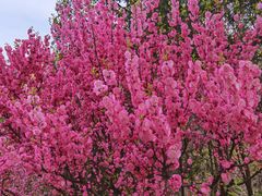 -鹫峰国家森林公园