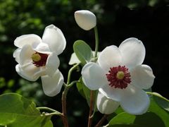 -天女山森林公园