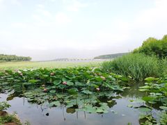 -丁香湖公园