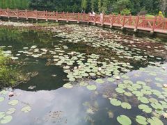 -广州市石门国家森林公园
