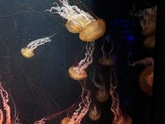 -新加坡海洋生态馆