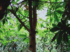 -呀路古热带植物园