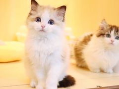 -momokira米努特·德文卷毛猫·棉花面纱犬