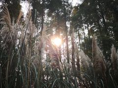 -南湖湿地公园