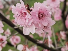-顾村公园
