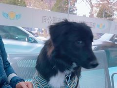 -天使宠物医院·犬猫分诊(彩虹店)