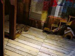 -壹六猫窝(谷德店)