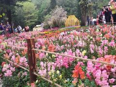 -深圳仙湖植物园