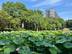 -陈家山荷花公园