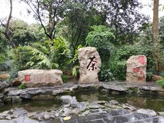 -金花茶公园