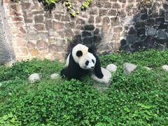 -都江堰中华大熊猫苑