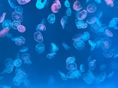 -多彩贵州城极地海洋世界