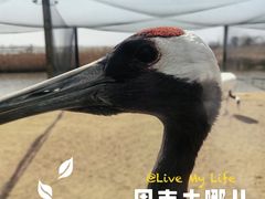-盐城丹顶鹤湿地生态旅游区