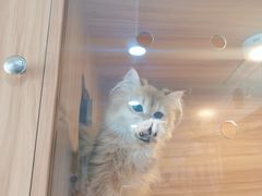 -喵百万·布偶·蓝金金渐层英短·猫舍(百子湾店)