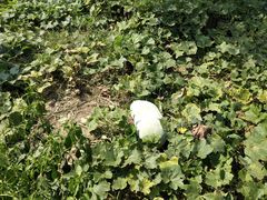 -田园东方蜜桃村的田野营地