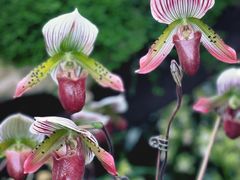 -上海辰山植物园