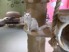 -藏猫猫咖啡主题馆(中央大道店)