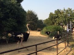 iphone_upload_pic-南昌动物园