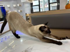 -喵园·猫主题咖啡厅·撸猫·猫咖(国贸店)