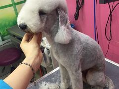 -爱宠屋pet shop·宠物洗澡·宠物美容