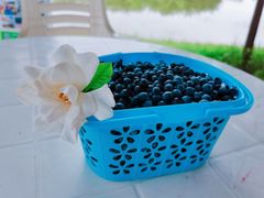 -金谷域澳洲庄园