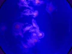 -海合安武汉极地海洋公园