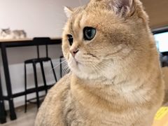 -柴迷FANS CLUB·柴犬狗咖·猫咖