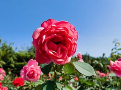 -亚龙湾国际玫瑰谷