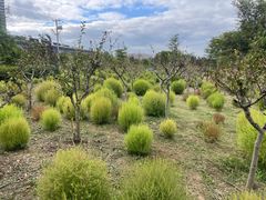 -春花秋色城市公园