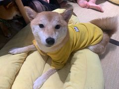 -逗柴咖啡屋·狗咖猫咖宠物桌游