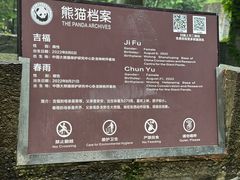 -都江堰中华大熊猫苑