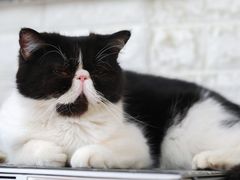 -平行世界·猫咖(首经贸店)