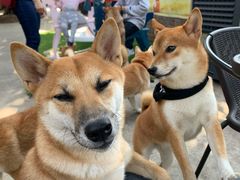 -柴犬高等学院·狗咖·柴犬售卖·宠物训练