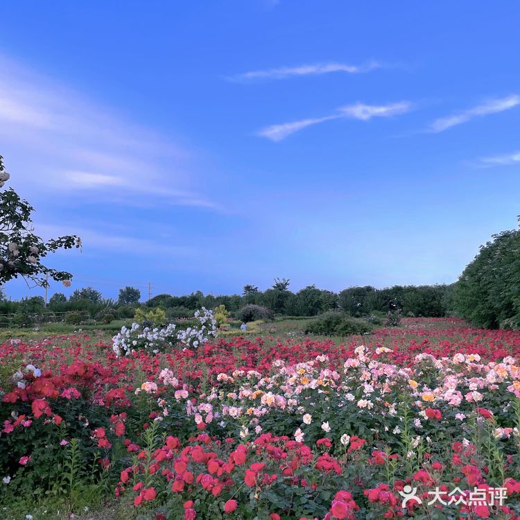 西安周边游｜莫奈花园