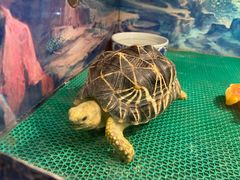 -上海大自然野生昆虫馆(东方明珠·爬宠昆虫探索中心)