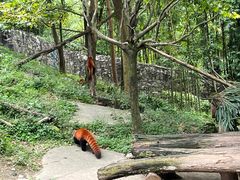 -都江堰中华大熊猫苑