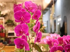 -双季花艺园艺市场(浦东店)