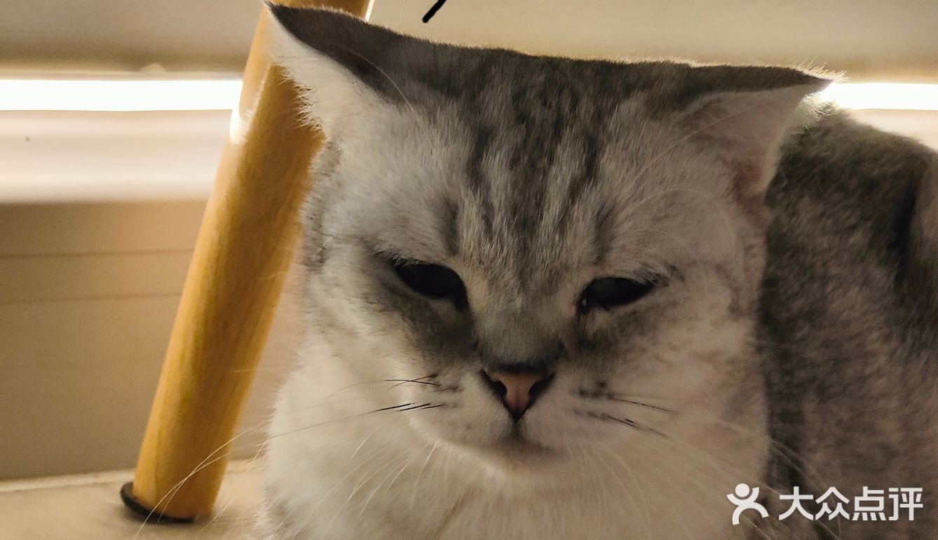 🔥别去东山口了！🐱这里的猫好粘人！！超好出片