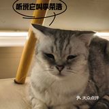 🔥别去东山口了！🐱这里的猫好粘人！！超好出片
