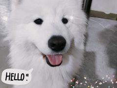 -星多哈·狗咖·拼豆·咖啡