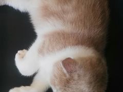 -飞行喵MR PILOT|猫舍·猫咖(静安大融城店)