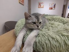 -有喵·猫咖·狗咖·30几只猫10只小狗(岗厦店)