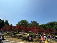 -广州市帽峰山景区