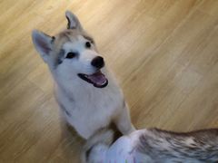 -Husky Go! 哈士奇体验馆·宠物咖啡厅狗咖