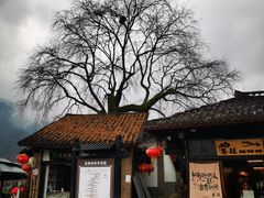 -后柳水乡
